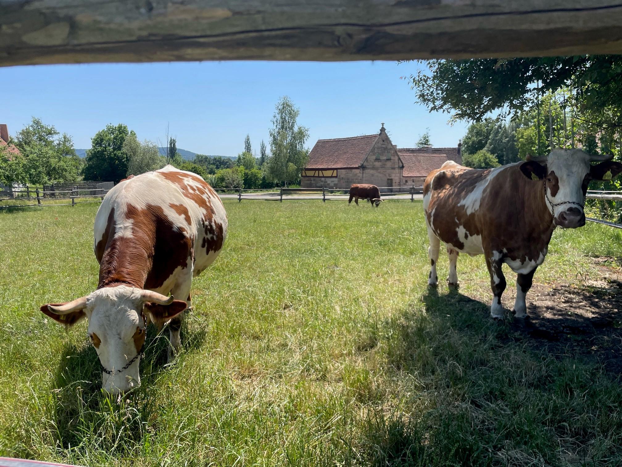 Sie genießen dabei einen Blick auf die Silhouette der Bad Windsheimer Altstadt und den Museumsbauernhof.