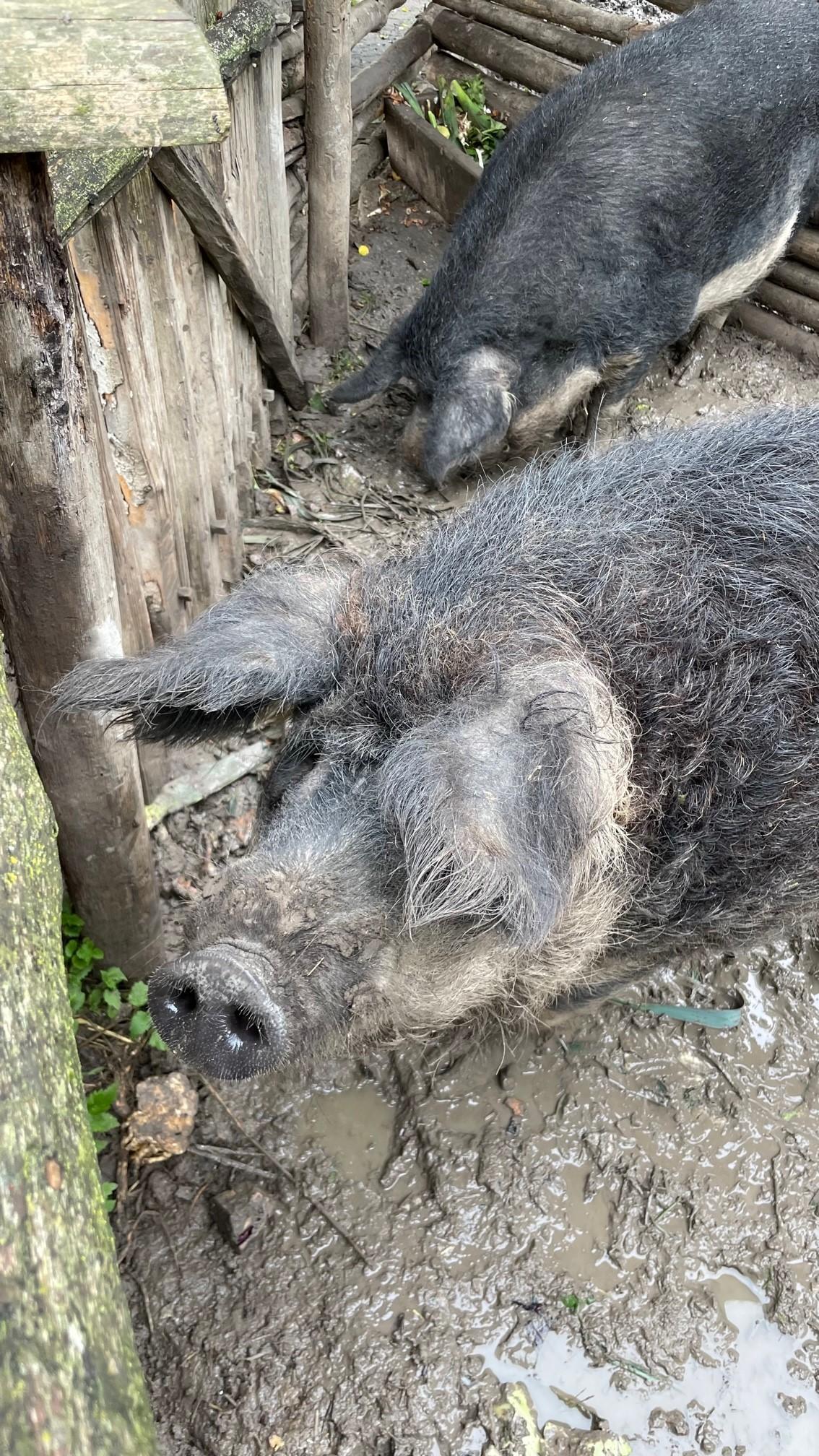 Gerade bei den Kindern auch sehr beliebt sind die beiden Wollschweine des Museums. Siegfried und Gunhilde, die in der Mittelalter-Baugruppe ihr Schlammloch-Wohnzimmer haben, werden aber meist nur liebevoll Siggi und Gundi genannt.