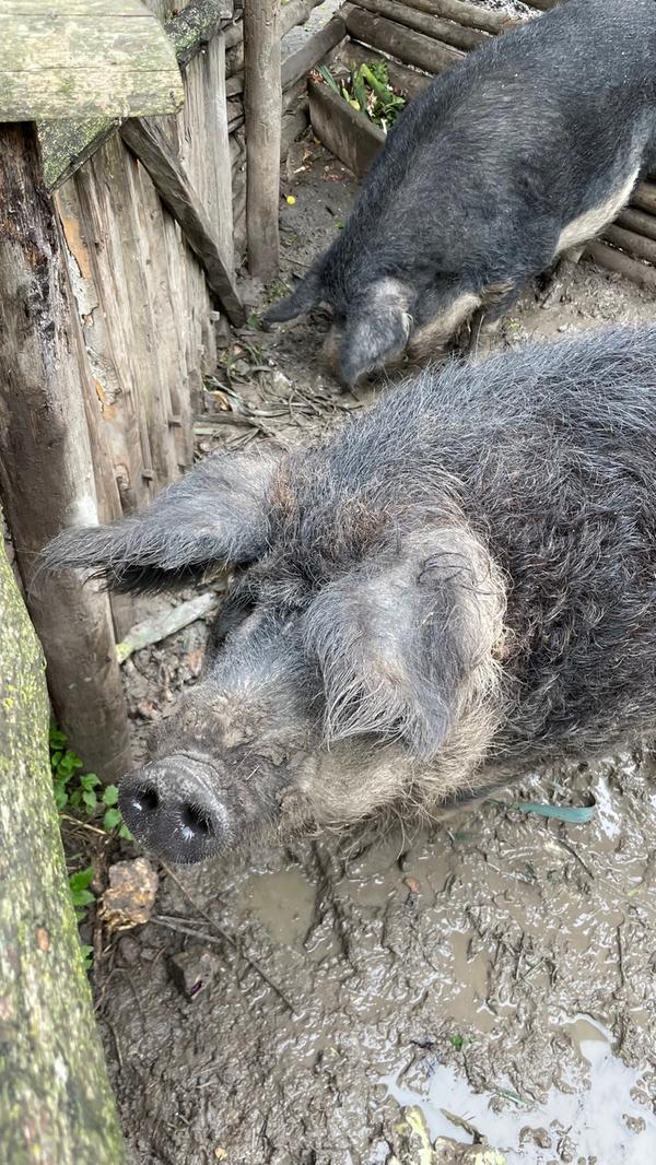 Gerade bei den Kindern auch sehr beliebt sind die beiden Wollschweine des Museums. Siegfried und Gunhilde, die in der Mittelalter-Baugruppe ihr Schlammloch-Wohnzimmer haben, werden aber meist nur liebevoll Siggi und Gundi genannt.