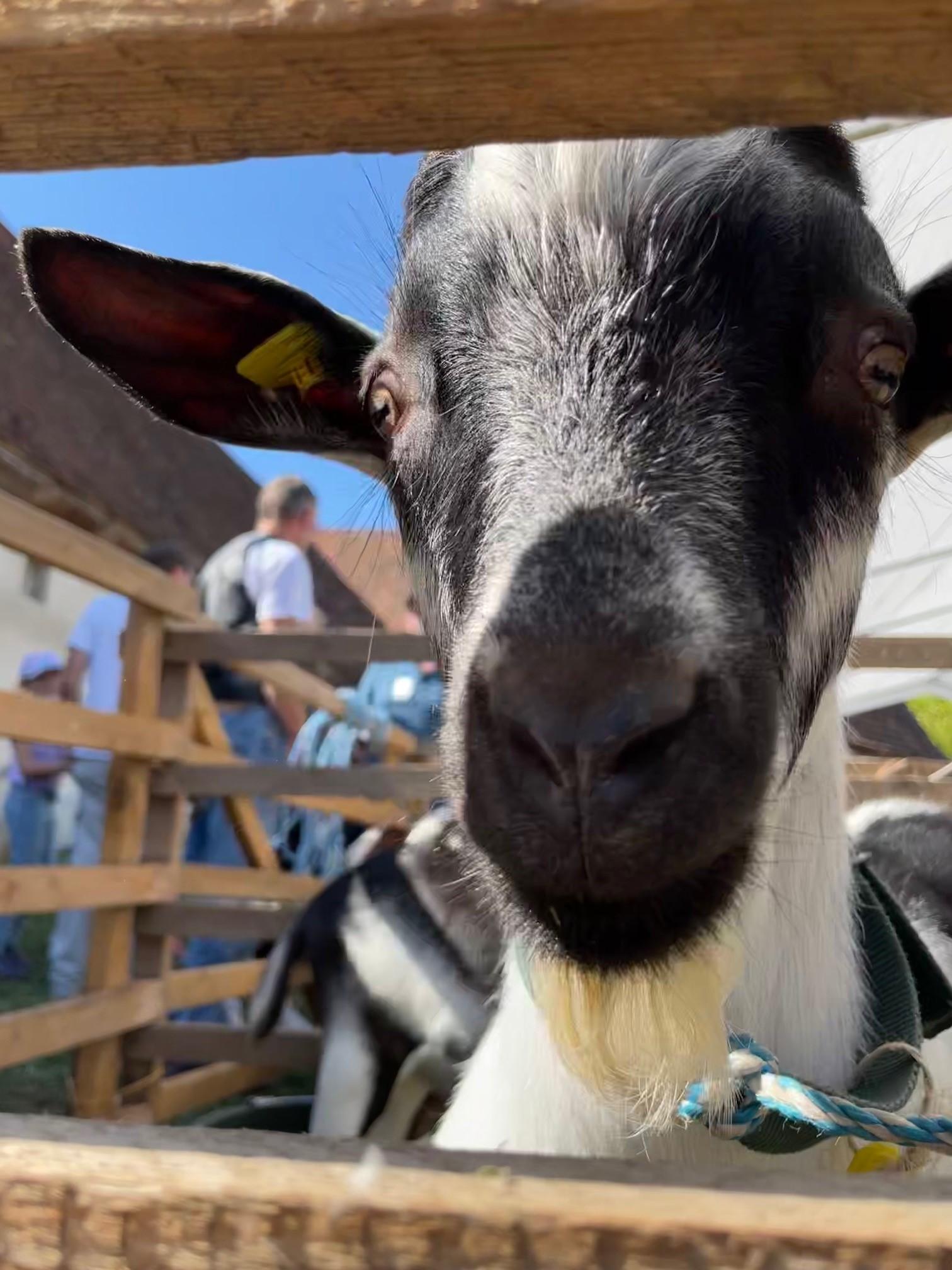 Einmal im Jahr bekommen die Deutschen Edelziegen des Freilandmuseums Verstärkung: beim Ziegentag.