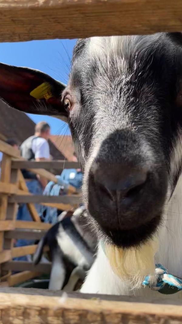 Einmal im Jahr bekommen die Deutschen Edelziegen des Freilandmuseums Verstärkung: beim Ziegentag.