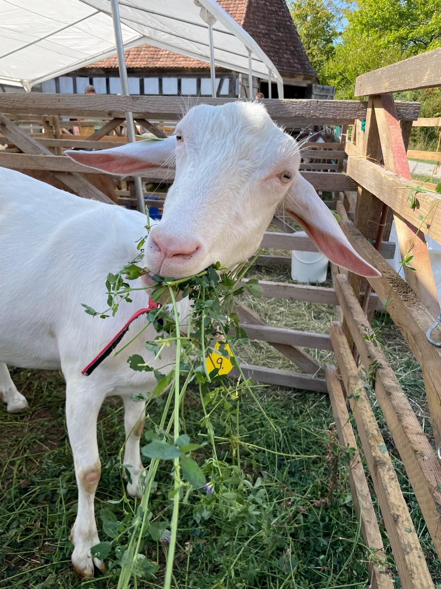 Deutsche Edelziegen sind dabei durchaus Kräuter-Feinschmecker.
