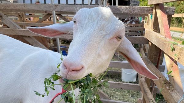 Deutsche Edelziegen sind dabei durchaus Kräuter-Feinschmecker.
