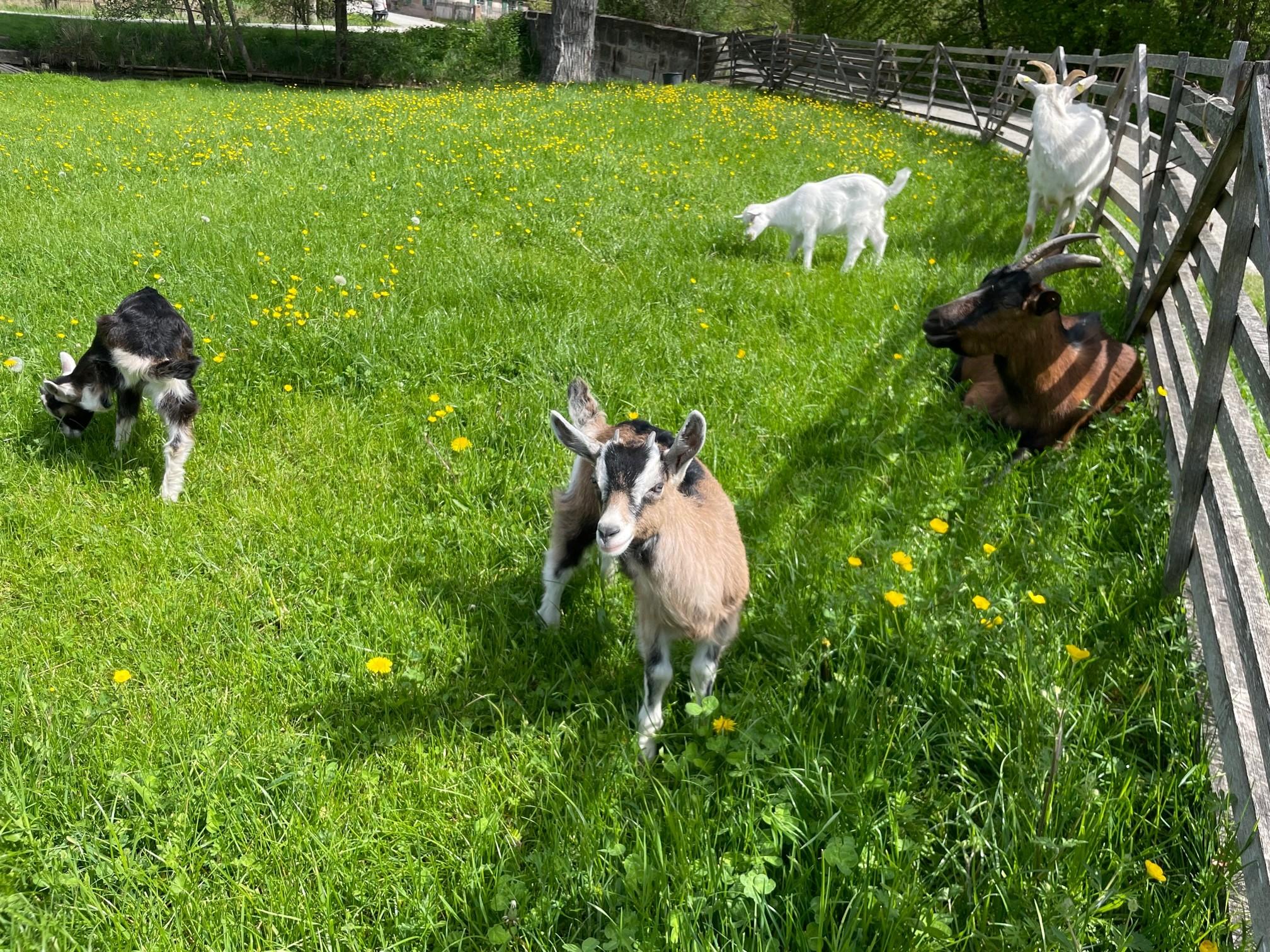 Kleine Zicklein gibt es fast jedes Jahr im Freilandmseum.