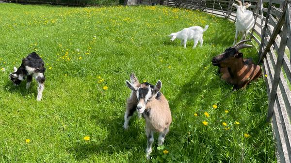 Kleine Zicklein gibt es fast jedes Jahr im Freilandmseum.