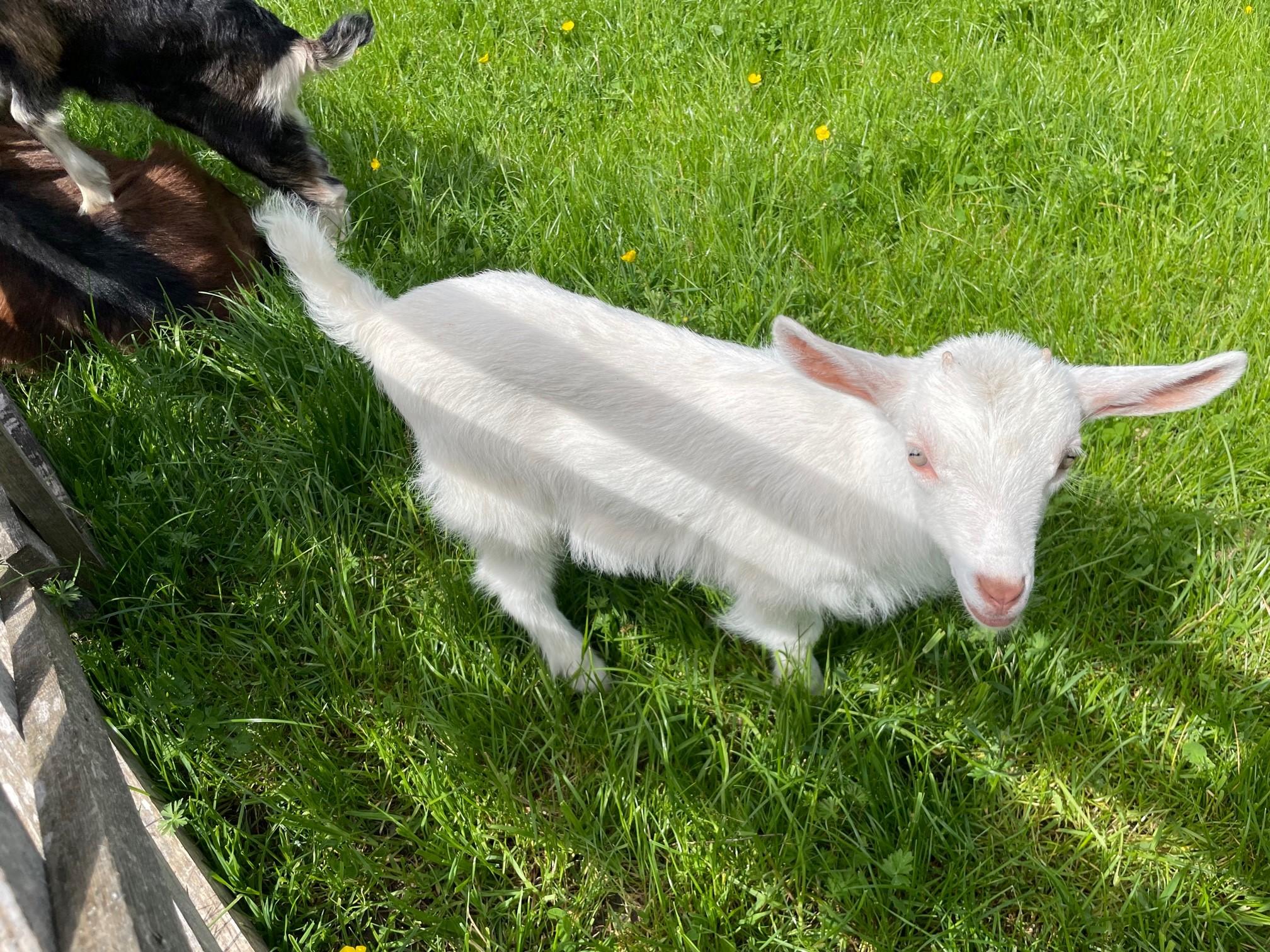 Einige von ihnen sind ganz schön zutraulich.