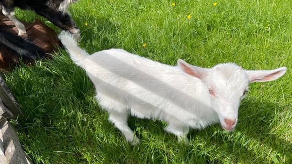 Einige von ihnen sind ganz schön zutraulich.