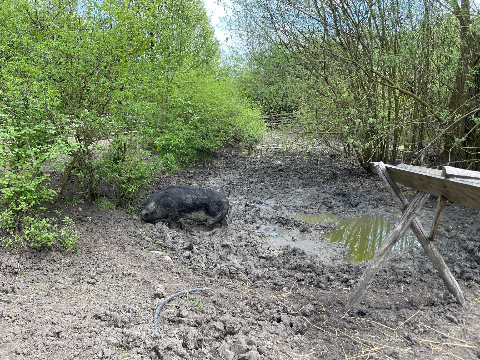 Ihr Lieblingsplatz im "Wohnzimmer": das Schlammloch.
