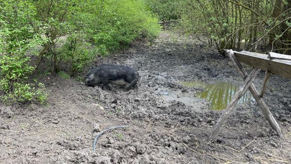 Ihr Lieblingsplatz im "Wohnzimmer": das Schlammloch.