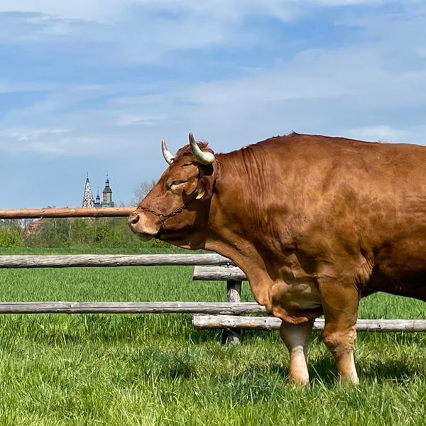 tiere7.jpg