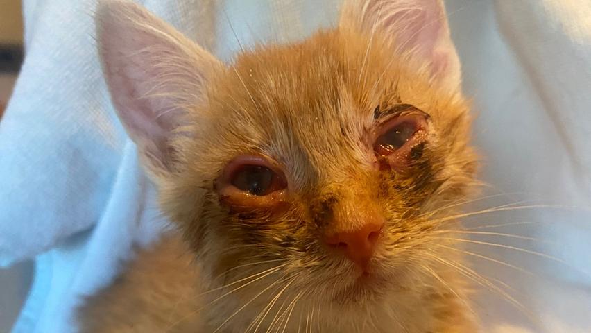 Um die Augen der kleinen Katze steht es derzeit nicht gut. Der Tierarzt kümmert sich.