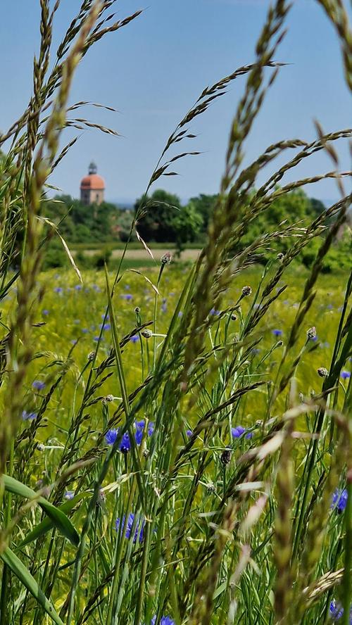 Ein Blick durch Gräser und Kornblumen auf Roßtal. Mehr Leserfotos finden Sie hier
