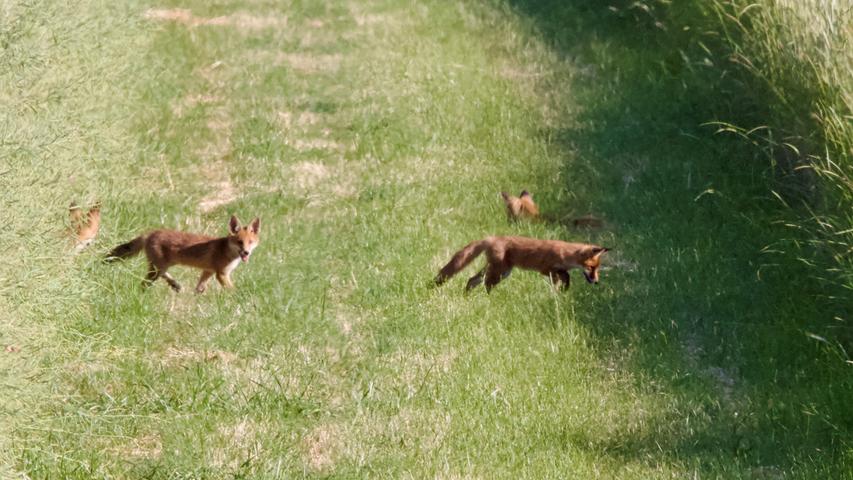 Ein Glücksfall, das zu beobachten und abzulichten: Vier Fuchswelpen tollen durch die Wiese. Mehr Leserfotos finden Sie hier