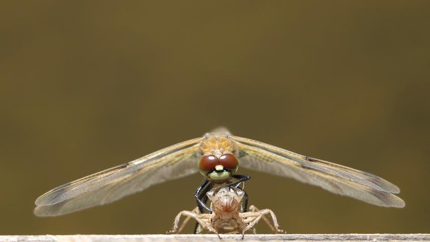 Eine frisch geschlüpfte Libelle beim Start in ihr Flug-Leben , ein faszinierendes Erlebnis.  Mehr Leserfotos finden Sie hier