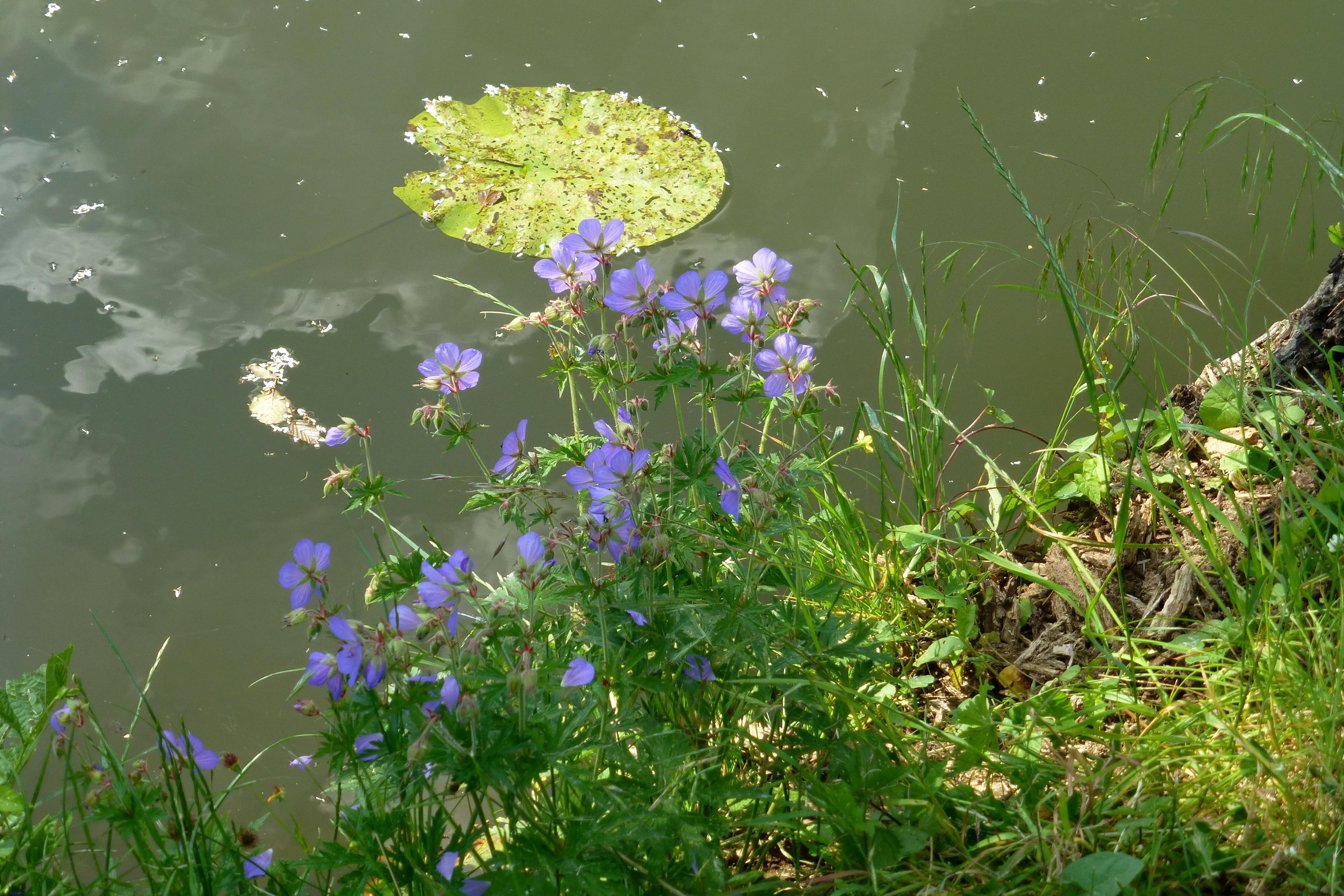 Bei einer Wanderung gesehen: Blumen in und an der Regnitz im Süden Forchheims. Danke an Norbert Haselbauer für den Schnappschuss.  