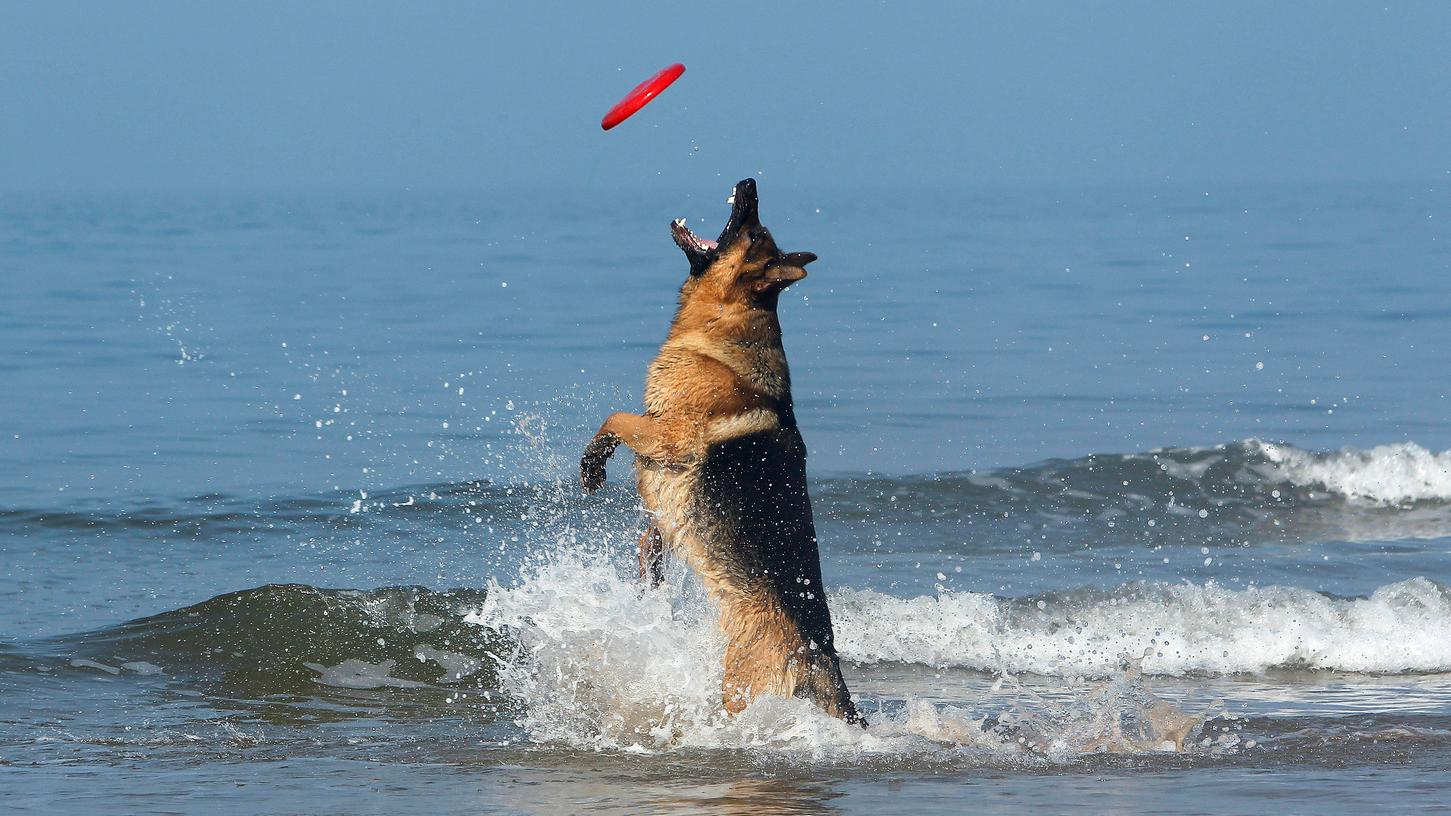 Ein Urlaub mit dem Hund kann viel Freude machen. Einige Dinge sollte man allerdings beachten.