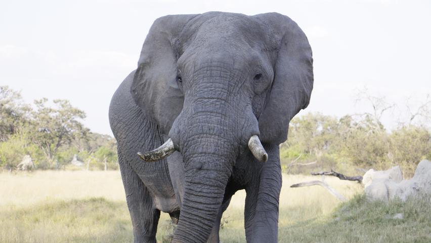 Elefanten werden bis zu 70 Jahre alt und haben dabei einen beträchtlichen Verschleiß an Zähnen. Ein Dickhäuter verbraucht in seinem Leben insgesamt rund 28 Zähne, je sieben im Ober- und Unterkiefer.
