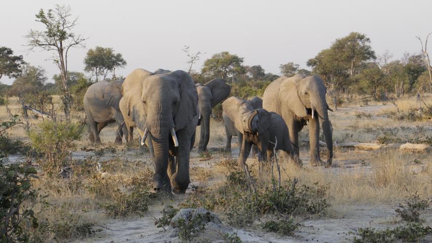 Die größten Elefantenpopulationen Afrikas gibt es in Botswana und Simbabwe. Sie gehören dort zum Alltagsbild - wie Kühe in Deutschland. Die Dickhäuter bahnen sich in der Savanne ganze Schneisen auf ihrem Weg zum Wasser. Die Einheimischen nennen diese liebevoll "elephant highways". Die spannende Reisereportage finden Sie unter www.nn.de/leben/reisen.
