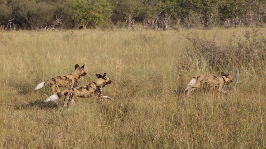 Auf Jagd gehen die Wildhunde meist in den frühen Morgenstunden. Im Rudel laufen sie ihrer Beute (vor allem Gazellen) so lange hinterher, bis diese völlig erschöpft zusammenbrechen.