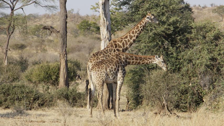 Giraffen sind die höchsten Tiere der Erde und leben in Herden. Sie sind eher gemütlich unterwegs und ernähren sich hauptsächlich von Blättern an Bäumen und Sträuchern. Ihre Lieblingsspeise ist allerdings die Akazie.