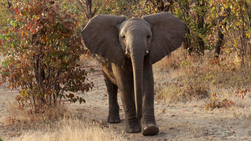 Babyelefanten sind frech und verspielt. Neugierig nehmen sie Safari-Touristen in Augenschein. Ein Junges ist nach der Geburt etwa 90 Zentimeter hoch und kann bereits zwei Tage nach der Geburt in der Herde mitlaufen.