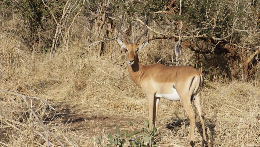 Impalas sind die "Models" unter den Antilopen. Sie haben ein ausgesprochen schönes, kastanienbraunes Fell und sehr dünne Beine. Während der Trockenzeit halten sie sich im Okavango-Gebiet oft in der Nähe des Wassers auf. Da sie bis zu 70 km/h schnell laufen können, werden sie im Vumbura Plains Camp auch "The Plains Ferraris" genannt.