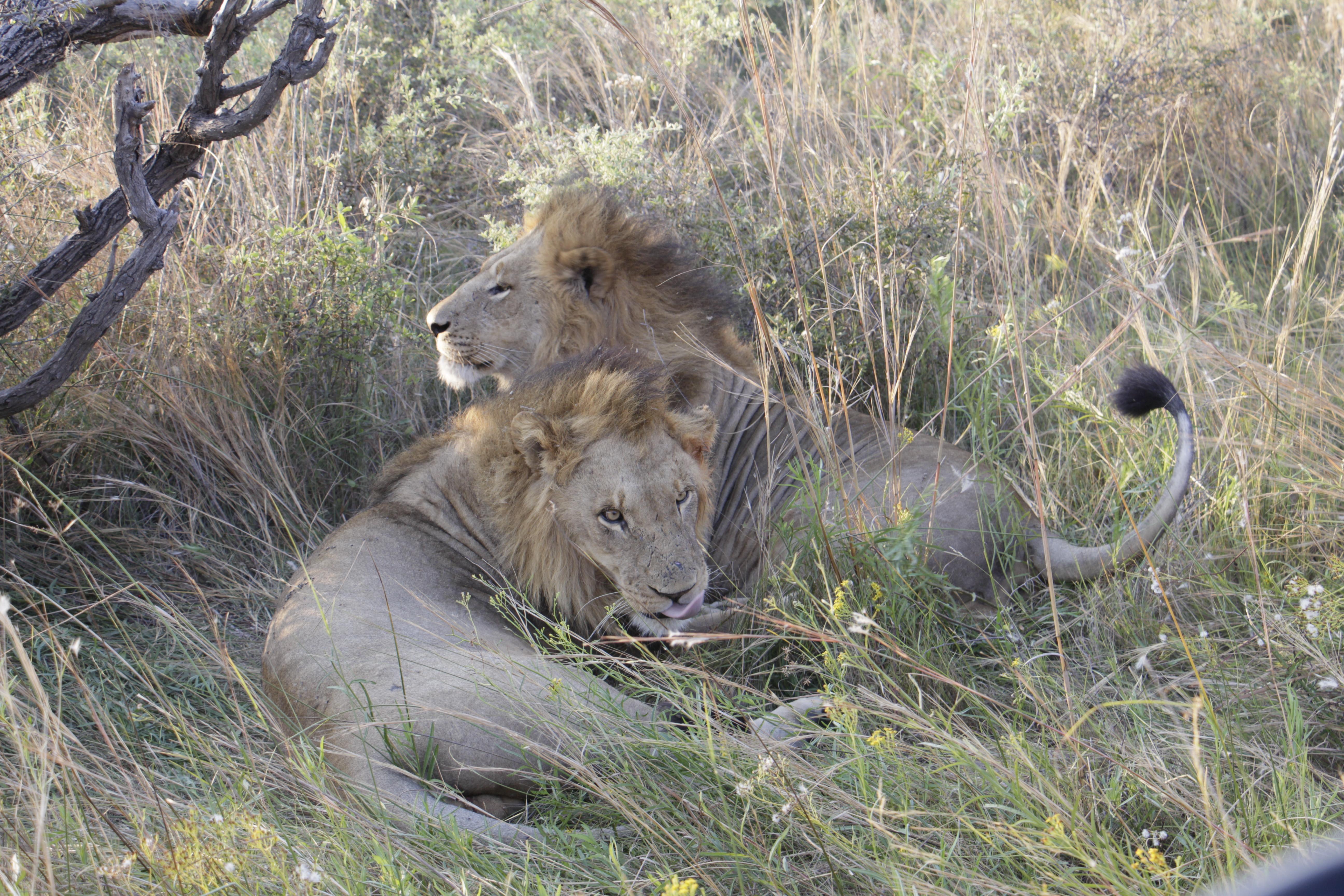 Pressereise Simbabwe Botswana.JPG