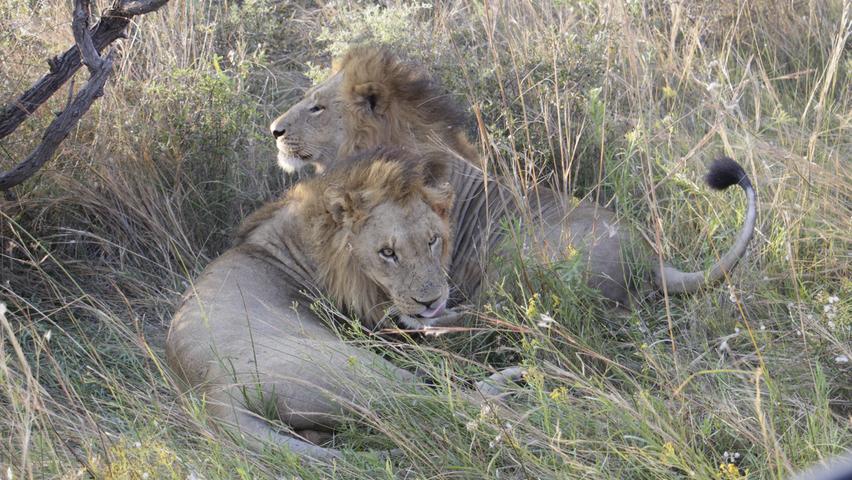 Auf dem Konzessionsgebiet von Vumbura Plains lebt auch eine Löwenfamilie. Diese beiden Brüder erholen sich nach einem Kampf im Schatten. Löwen haben kaum natürliche Feinde. Ihre größte Bedrohung im Okavango Delta sind andere Löwenrudel, Krokodile und der Mensch.