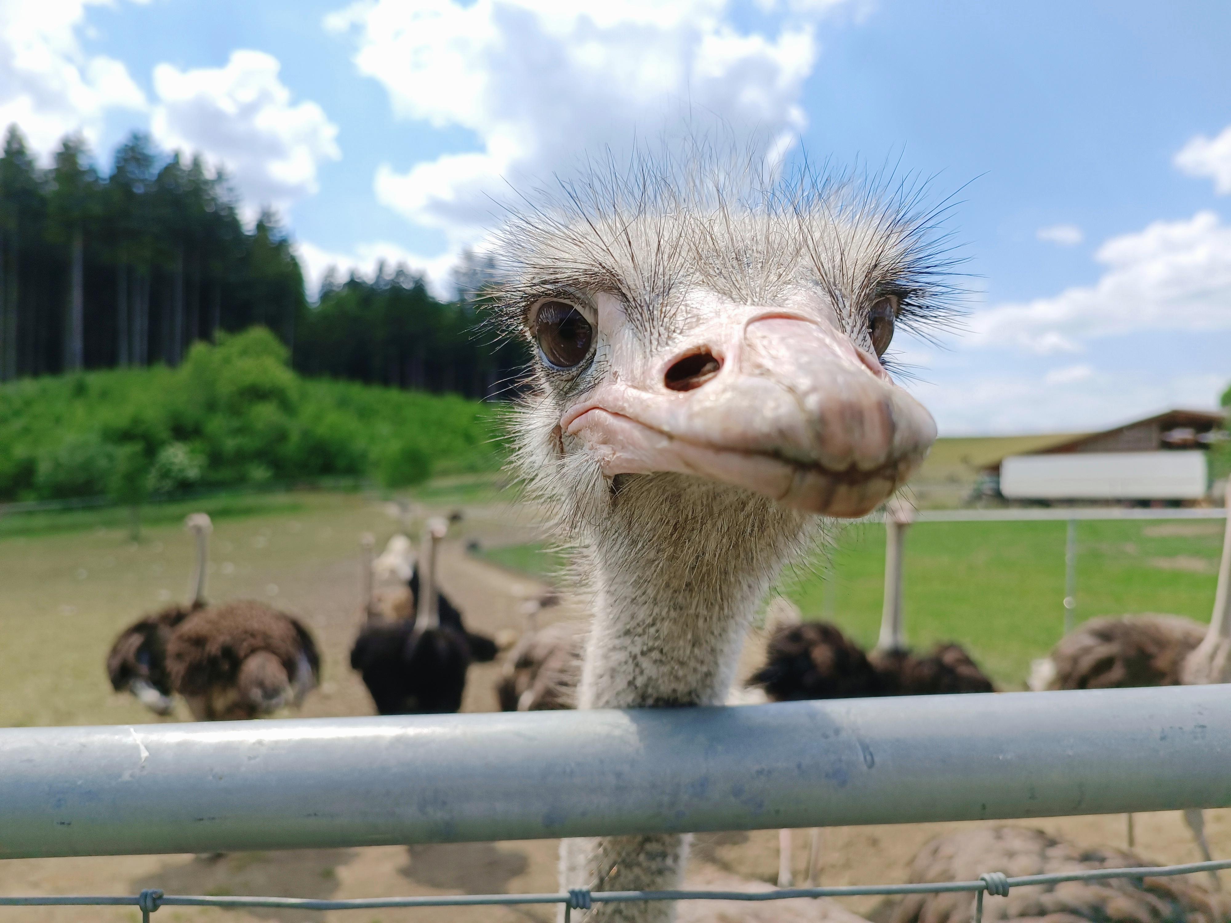 Auf die Idee muss man erst einmal kommen, nämlich statt Milchkühen, wie einst die Eltern, nun Strauße zu halten. Nebenerwerbs-Landwirt Wolfgang Schmid tut genau das in Waldburg (Landkreis Ravensburg). 300 Laufvögel stehen bei ihm in riesigen Gehegen. Denn Strauße sind vergleichsweise anspruchslos, was die Pflege angeht. Aber sie brauchen Platz. Und liefern bestes Fleisch, Leder und Federn. Auf die Idee muss man erst einmal kommen, nämlich statt Milchkühen, wie einst die Eltern, nun Strauße zu halten. Nebenerwerbs-Landwirt Wolfgang Schmid tut genau das in Waldburg (Landkreis Ravensburg). 300 Laufvögel stehen bei ihm in riesigen Gehegen. Denn Strauße sind vergleichsweise anspruchslos, was die Pflege angeht. Aber sie brauchen Platz. Und liefern bestes Fleisch, Leder und Federn.