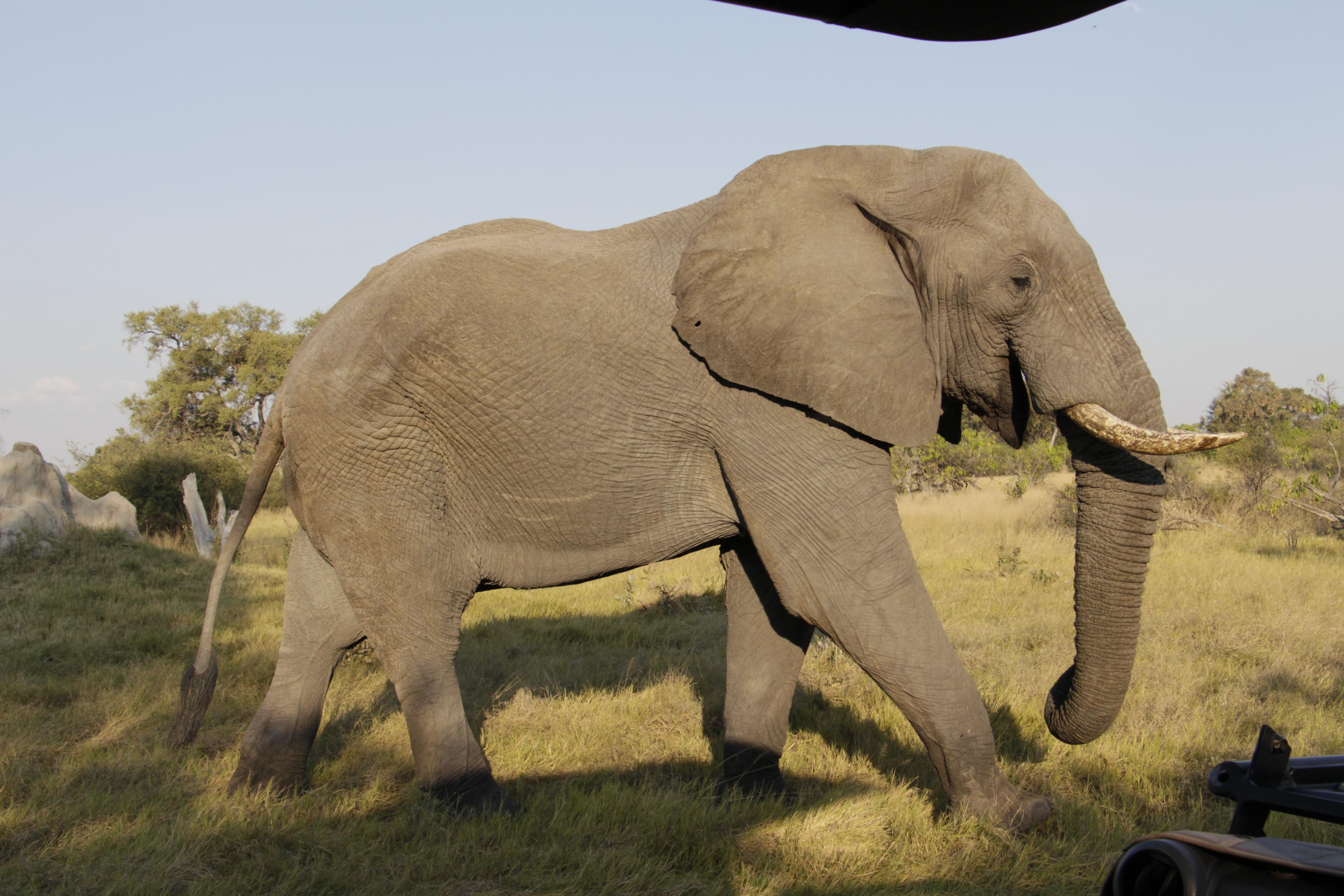 Pressereise Simbabwe Botswana.JPG