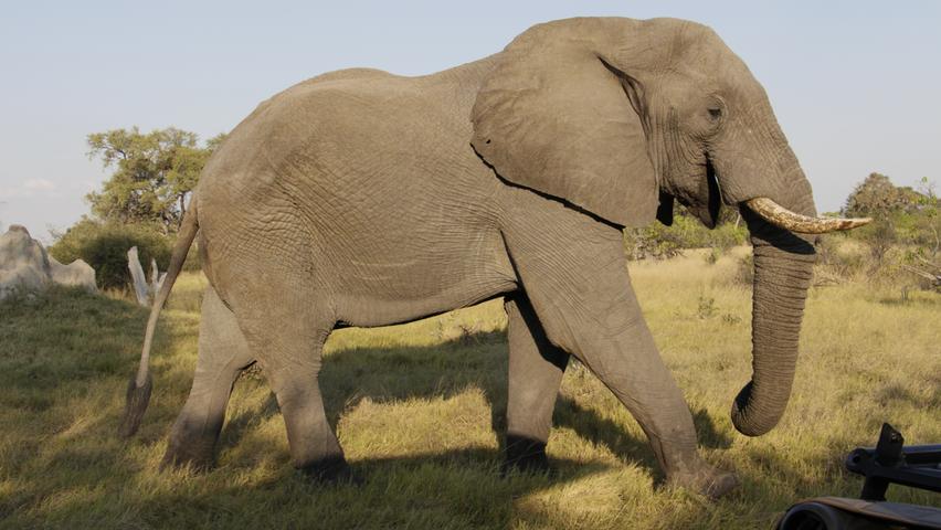 In Simbabwe und Botswana gibt es die größte Elefanten-Population Afrikas. Auf den Safari-Touren kommen Touristen den Dickhäutern ganz nah.