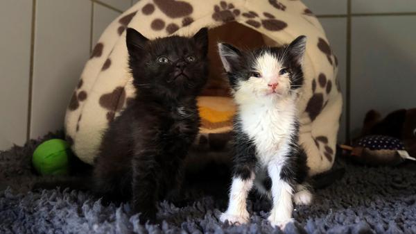 Die zwei Katzenbabys, eines schwarz und eines schwarz-weiß, liefen am 16. und 17. Juni in Freystadt-Möning, Am Zehenbühl, zu. Das schwarze Kätzchen wäre fast in einem mit Wasser gefüllten Baggerreifen ertrunken, aber es hat lauthals um sein Leben geschrien, bis es gehört und glücklicherweise auch sofort gerettet wurde. Die Kätzchen sind erst etwa vier bis fünf Wochen alt und sie wurden mit Schnupfennäschen, eitrigen, verklebten Äuglein und sehr geschwächt ins Tierheim Neumarkt gebracht. Wer kennt diese Kätzchen oder wer weiß, wem sie gehören? Das Tierheim Neumarkt ist trotz der erfolgten Lockerungen noch immer bis auf Weiteres für Besucher, Gassigeher und Katzenstreichler geschlossen. Besuche und Tiervermittlungen können nur nach vorheriger telefonischer Terminvereinbarung stattfinden. Das Büro ist täglich (außer an Sonn- und Feiertagen) von 14.30 bis 17 Uhr unter der Telefonnummer (0 91 81) 2 28 62 erreichbar. In Notfällen und im Falle von Fundtieren ist das Tierheim ebenfalls unter dieser Telefonnummer erreichbar. Hier geht es zur Internet-Seite des Tierheims