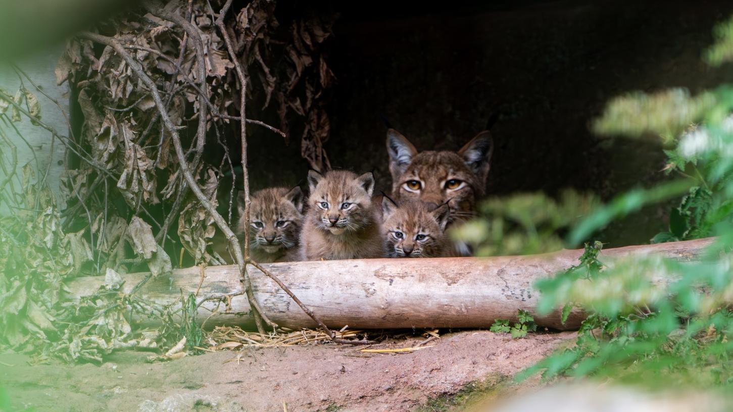 Nachwuchs bei den Luchsen im Nürnberger Tiergarten. Nachwuchs bei den Luchsen im Nürnberger Tiergarten.