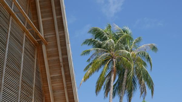 Der Inbegriff von Urlaub: Sonne und Palmen.