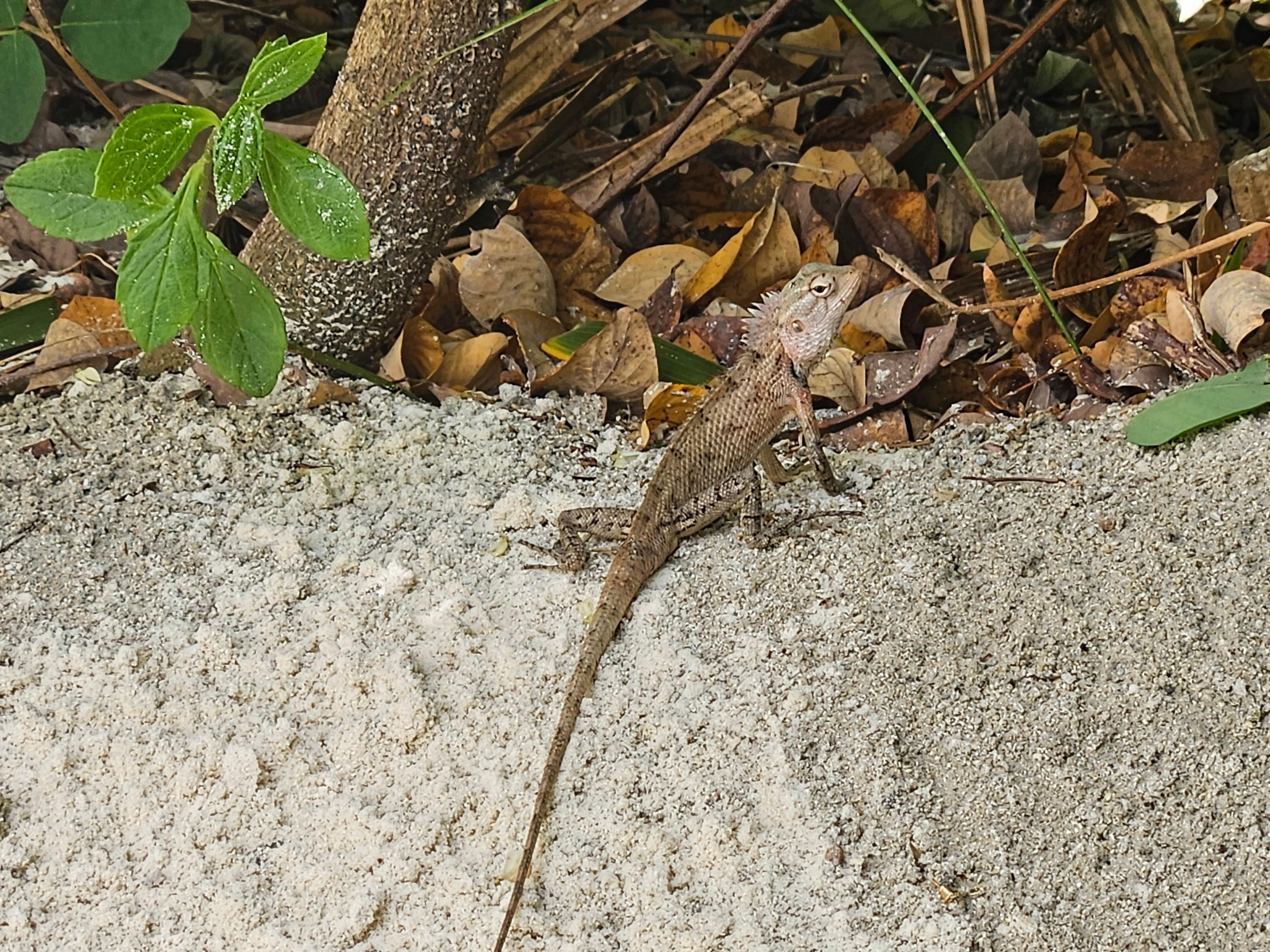 Flughunde, Geckos, Blutsaugeragame – auch das Tierreich an Land bietet schöne Fotomotive. Die kleine Echse ist ein sehr scheues Tier. Nähert man sich ihr, nimmt sie schnell Reißaus.