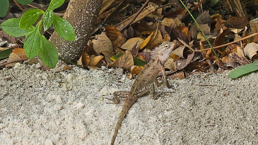 Flughunde, Geckos, Blutsaugeragame – auch das Tierreich an Land bietet schöne Fotomotive. Die kleine Echse ist ein sehr scheues Tier. Nähert man sich ihr, nimmt sie schnell Reißaus.