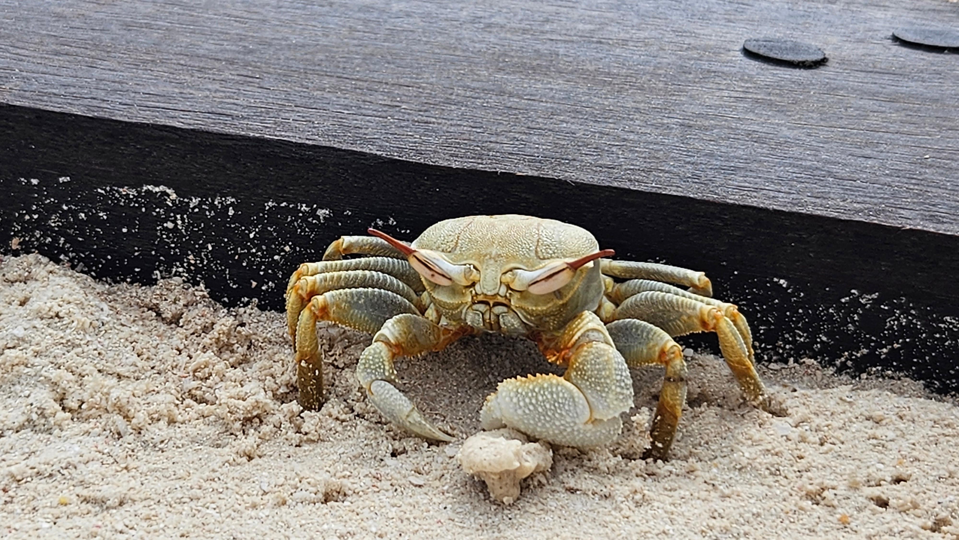 Viele Krabben halten sich tagsüber in ihren Löchern am Strand auf. Sie verlassen diese erst wenn es dunkel wird. Die Tiere sind aber auch tagsüber zu sehen.