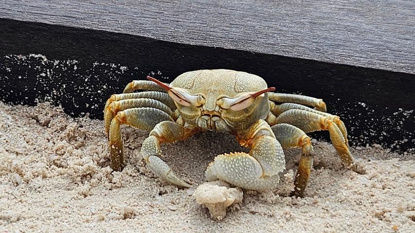 Viele Krabben halten sich tagsüber in ihren Löchern am Strand auf. Sie verlassen diese erst wenn es dunkel wird. Die Tiere sind aber auch tagsüber zu sehen.