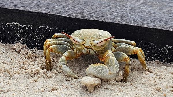 Viele Krabben halten sich tagsüber in ihren Löchern am Strand auf. Sie verlassen diese erst wenn es dunkel wird. Die Tiere sind aber auch tagsüber zu sehen.