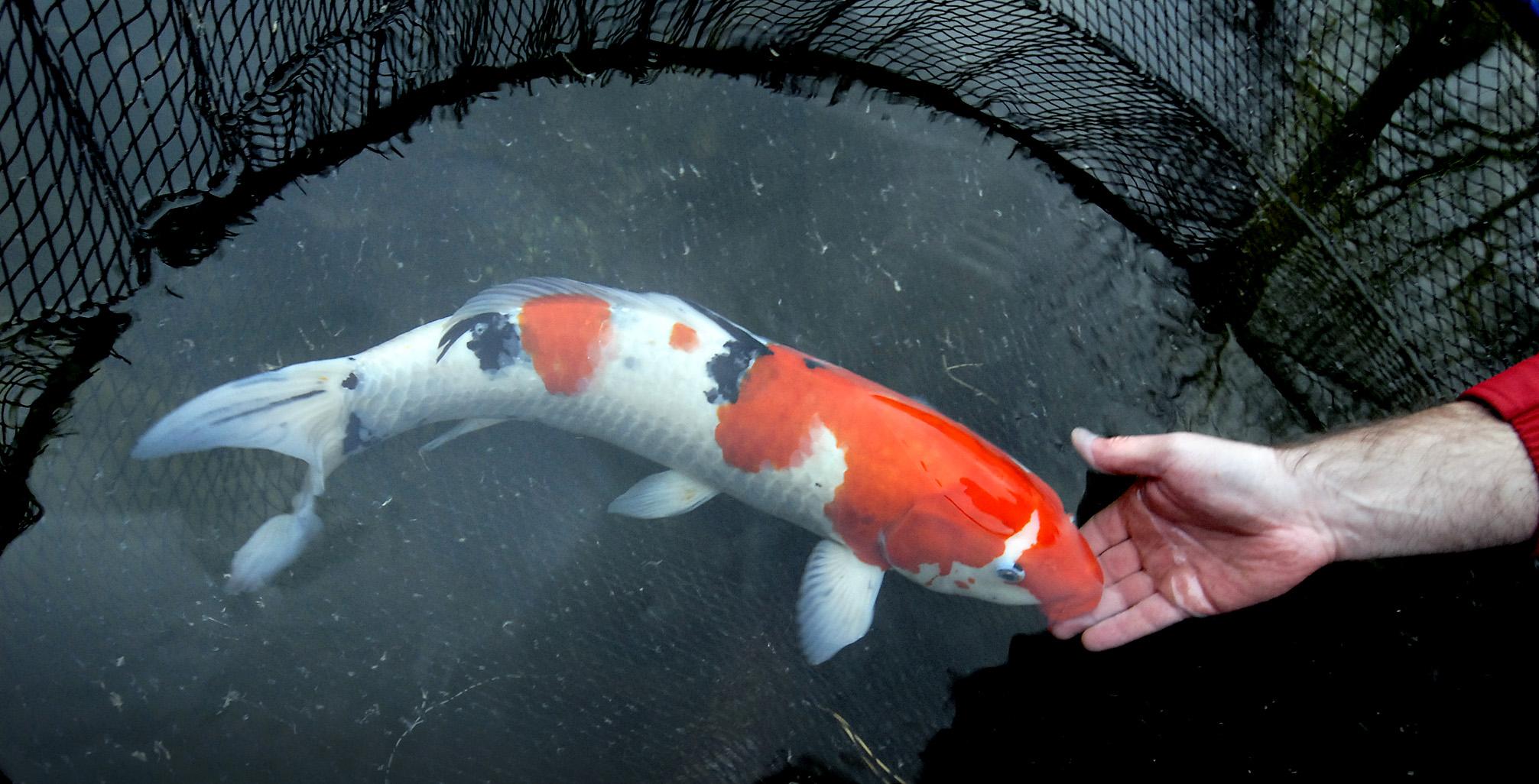 Laut dem Guiness Buch der Rekorde ist der teuerste Karpfen, der je verkauft wurde ein Koi gewesen. Er wechelte in Japan für umgerechnet 63.000 Euro den Besitzer.