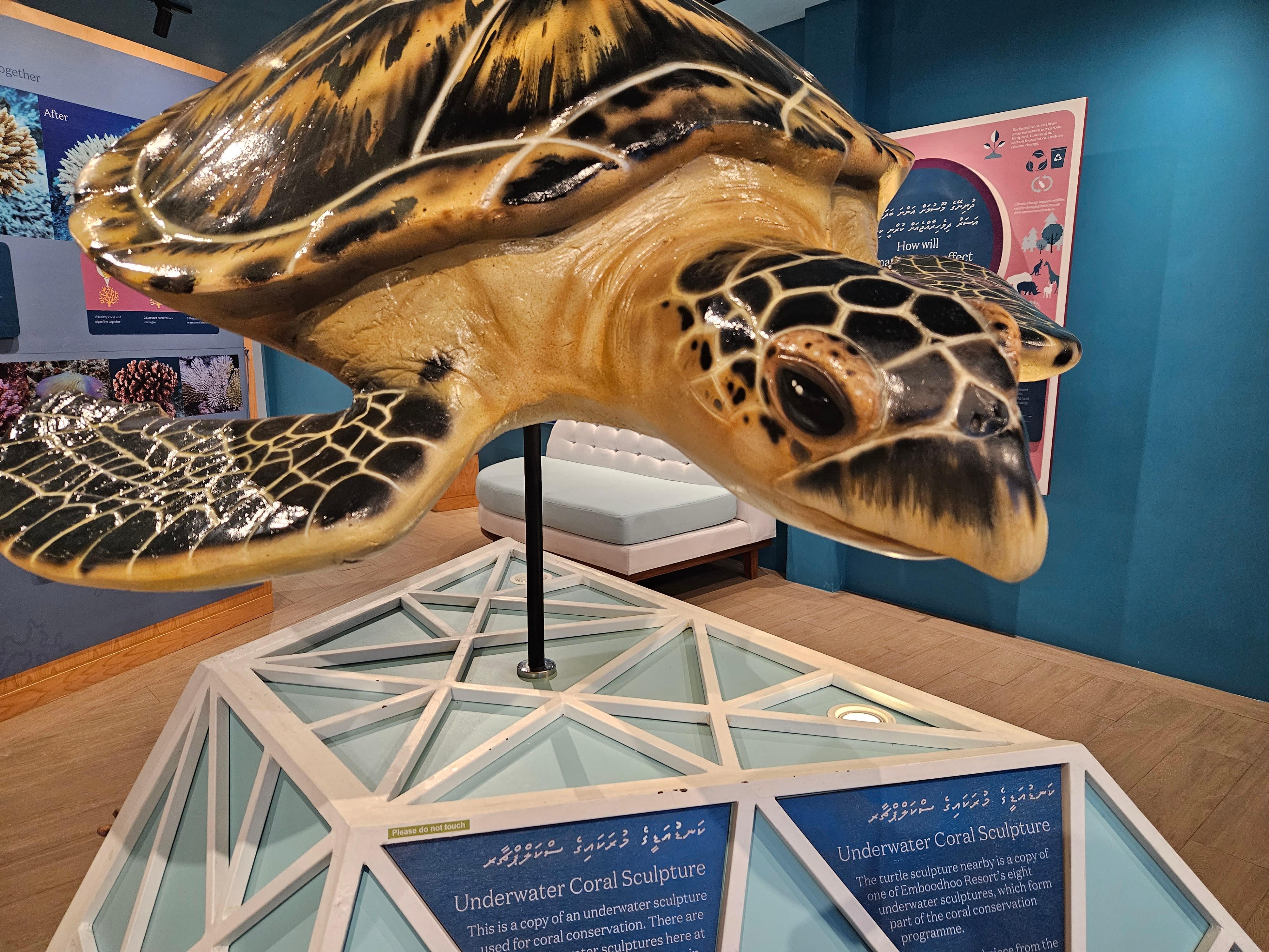 Wer Glück hat, sieht beim Schnorcheln oder Tauchen Schildkröten. Wer mit diesen Tieren schwimmt, sollte einiges beherzigen: dem Tier leise und vor allem von der Seite nähern. So kann die Schildkröte gut erkennen, dass sich ihr etwas nähert und sie hat freie Bahn, falls sie ihre Ruhe haben will. Die Tiere niemals anfassen oder füttern.