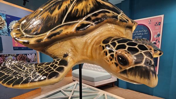 Wer Glück hat, sieht beim Schnorcheln oder Tauchen Schildkröten. Wer mit diesen Tieren schwimmt, sollte einiges beherzigen: dem Tier leise und vor allem von der Seite nähern. So kann die Schildkröte gut erkennen, dass sich ihr etwas nähert und sie hat freie Bahn, falls sie ihre Ruhe haben will. Die Tiere niemals anfassen oder füttern.