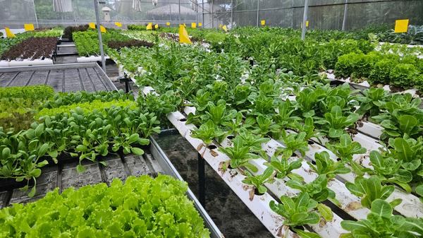 Das Hotel Le Méridien Maldives Resort & Spa auf der Insel Thilamaafushi leistet mit einem Gewächshaus seinen Beitrag zum Thema Nachhaltigkeit. Dort werden für die Restaurants auf der Insel Salat, Gemüse und Kräuter angebaut. 30 Kilogramm Salat werden pro Tag geerntet. Ein Teil wird verkauft. Sensoren im Gewächshaus steuern die Wasserzufuhr.