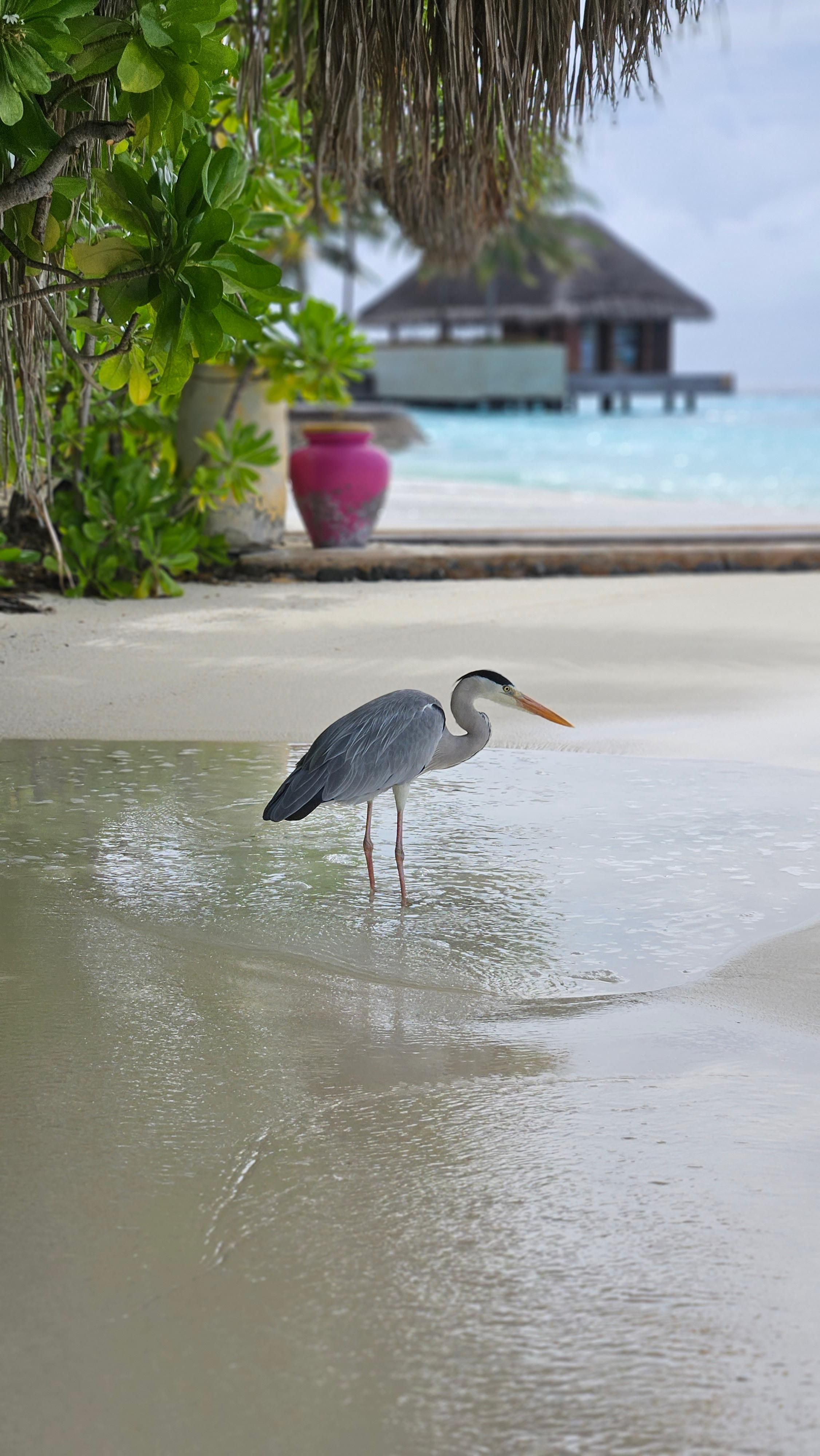 Gestatten: Georg. So heißt der Graureiher des Hotel W auf der Insel Fesdhoo im North Ari Atoll. Das Hotel, das 2006 eröffnete, wird im kommenden Jahr komplett renoviert und schließt dafür sechs Monate lang. 300 Mitarbeiter und Mitarbeiterinnen kümmern sich um das Wohl der 170 Gäste. Der Fußballer Sebastian Schweinsteiger war auch schon einmal hier.