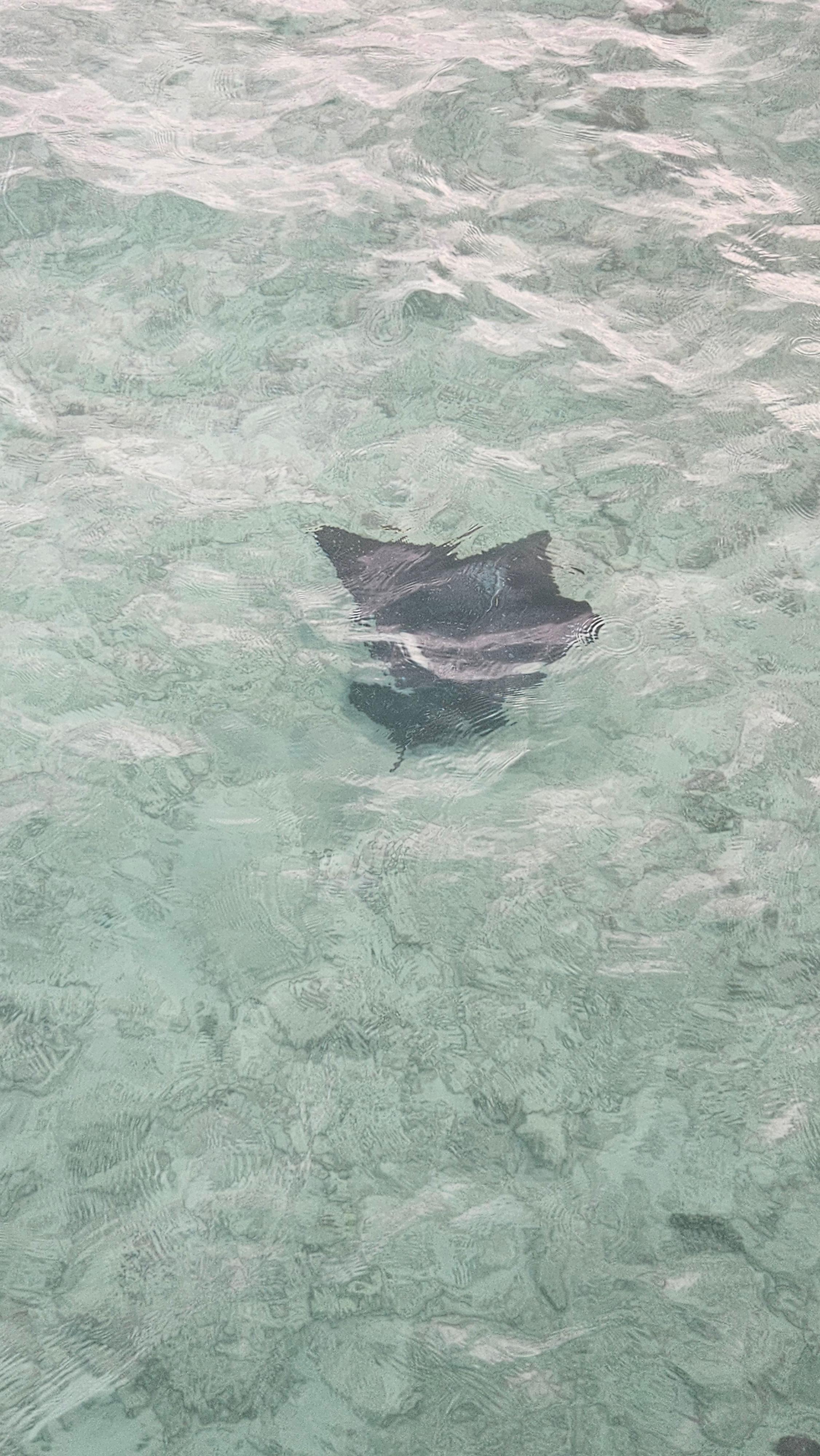 Das Wasser ist so klar, dass die Urlauber von ihren Over-Water-Villas aus Mantas beobachten können.