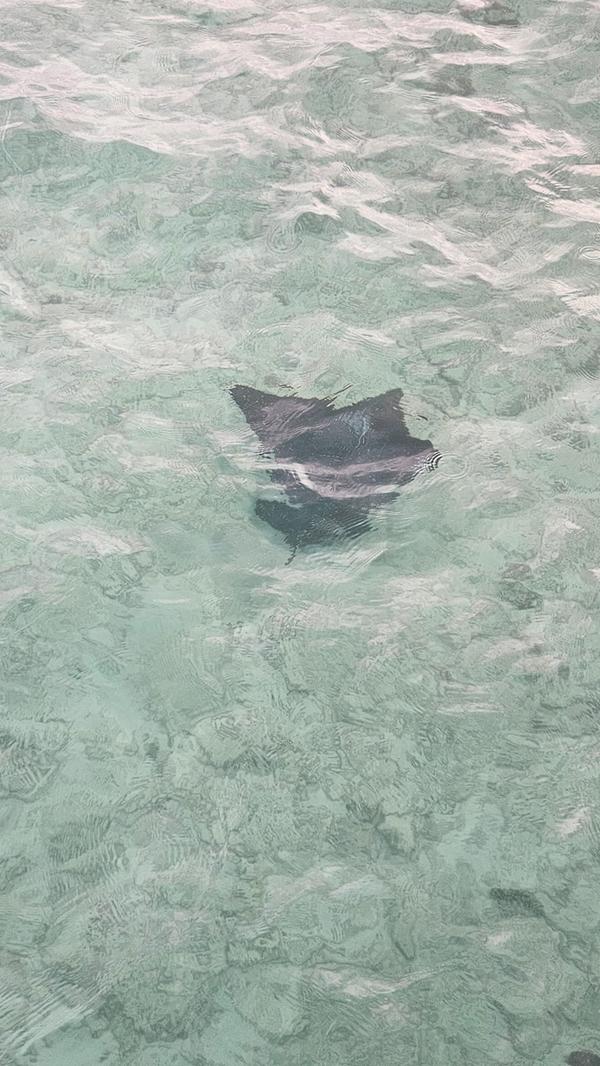 Das Wasser ist so klar, dass die Urlauber von ihren Over-Water-Villas aus Mantas beobachten können.
