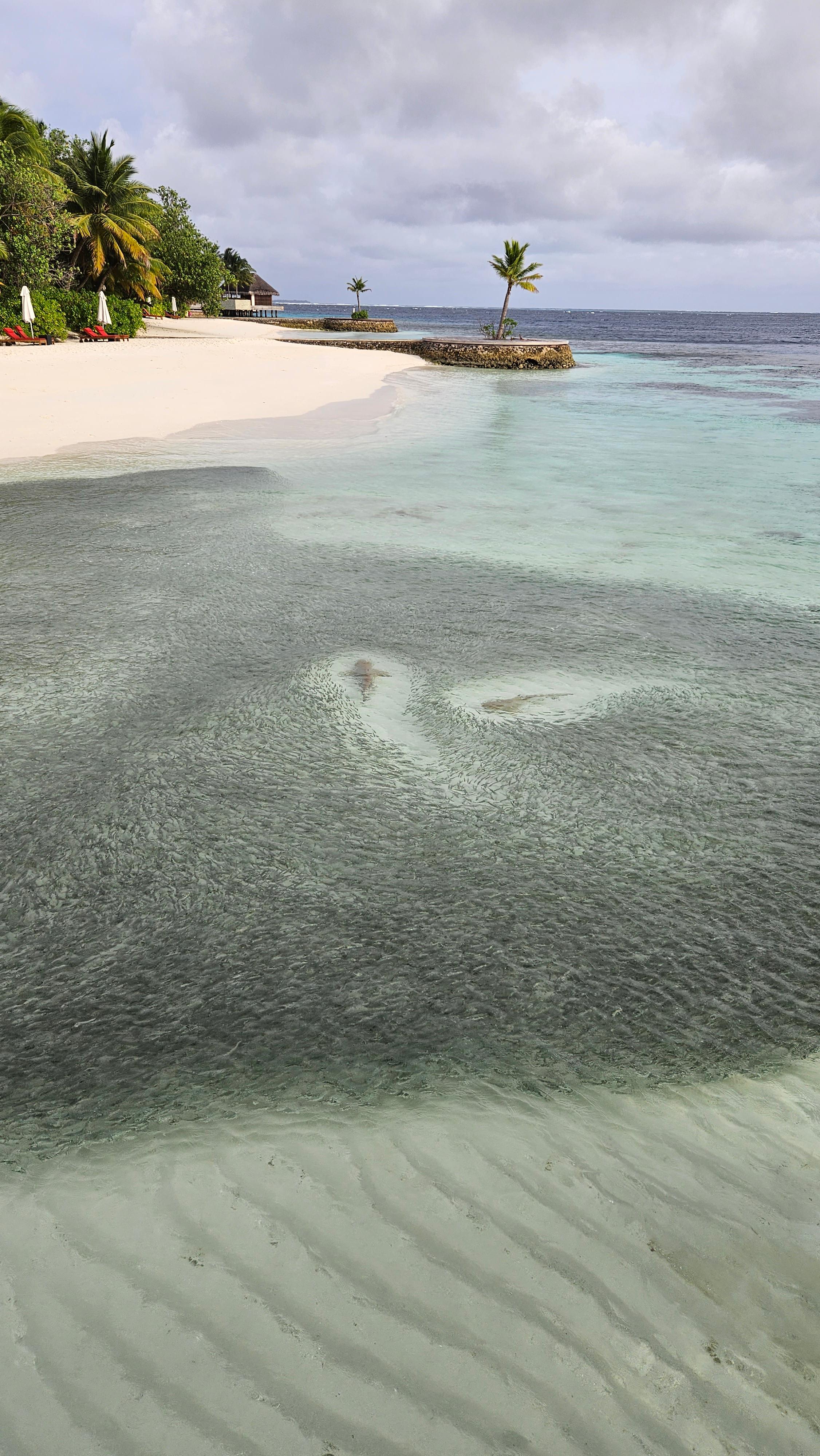 Schwarzspitzen-Riffhaie gehen im seichten Wasser auf Jagd. Für die Menschen sind die Tiere ungefährlich.