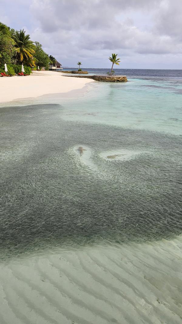 Schwarzspitzen-Riffhaie gehen im seichten Wasser auf Jagd. Für die Menschen sind die Tiere ungefährlich.