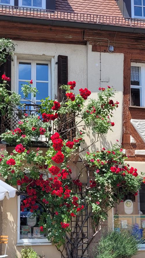 Dieses wunderschöne Rosenspalier sah unsere Leserfotografin an einem Haus in Cadolzburg. Mehr Leserfotos finden Sie hier