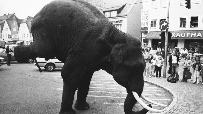 Elefant macht Handstand: Da blieb den Neumarkter die Spucke weg.